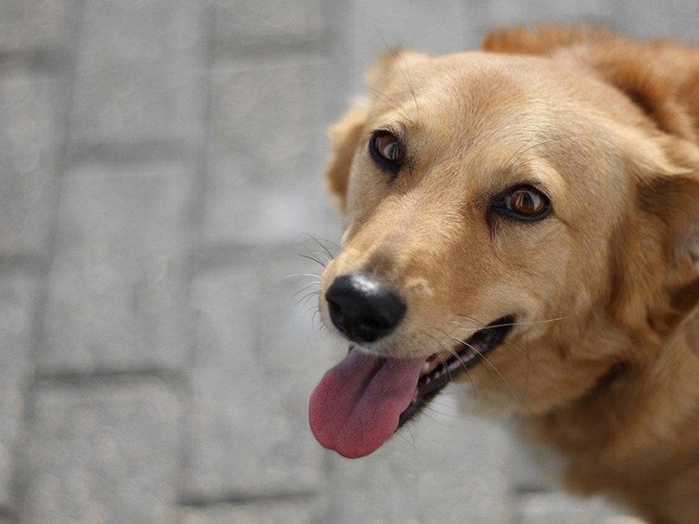 Seguros para perros: ¿Qué debo saber antes de adoptar uno?